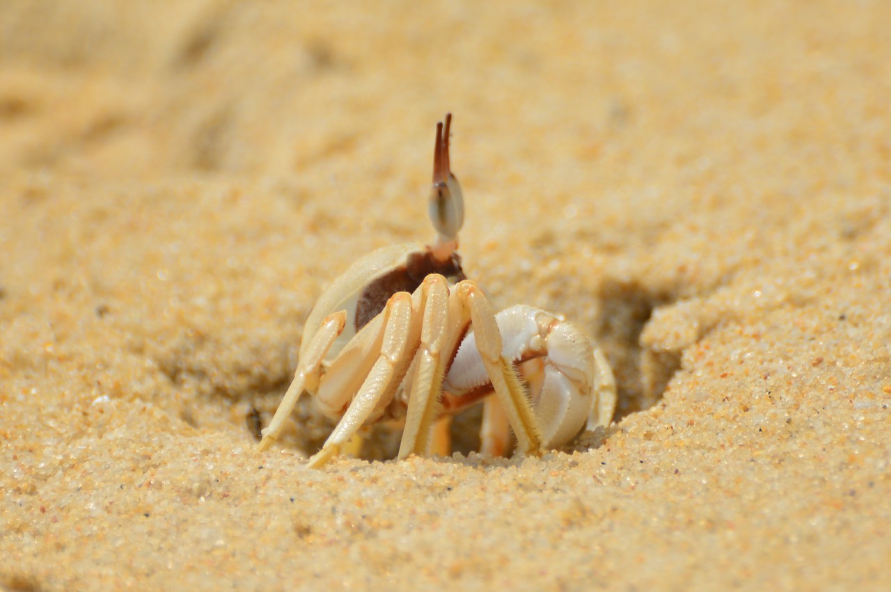 Ocypode ceratophthalmus